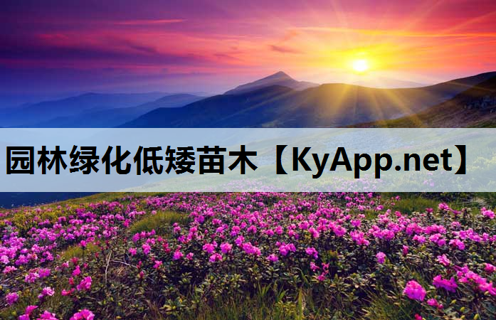 园林绿化低矮苗木