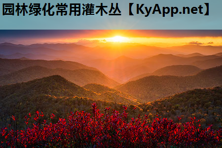 园林绿化常用灌木丛