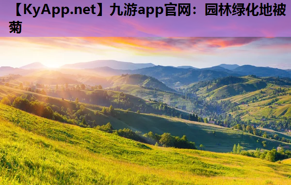 园林绿化地被菊