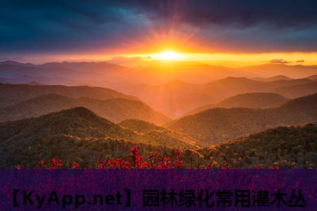 园林绿化常用灌木丛