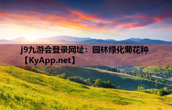 园林绿化菊花种