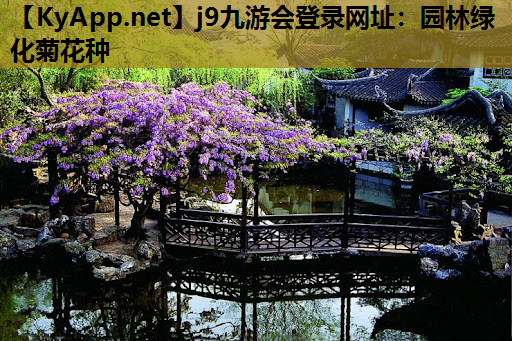 园林绿化菊花种